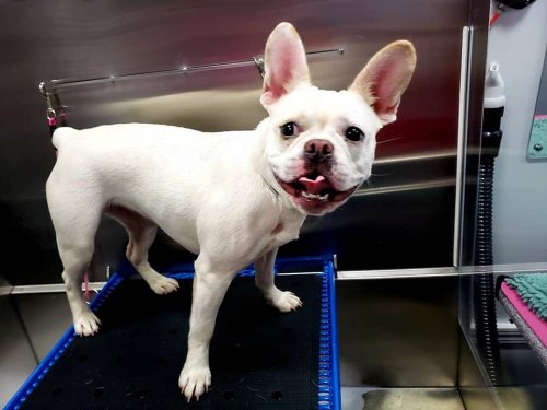 Penelope The French Bull Dog
